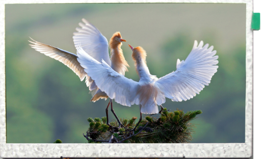 TFT液晶屏 TFT液晶屏